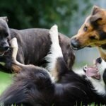 border collie, hybrid, fun-672696.jpg